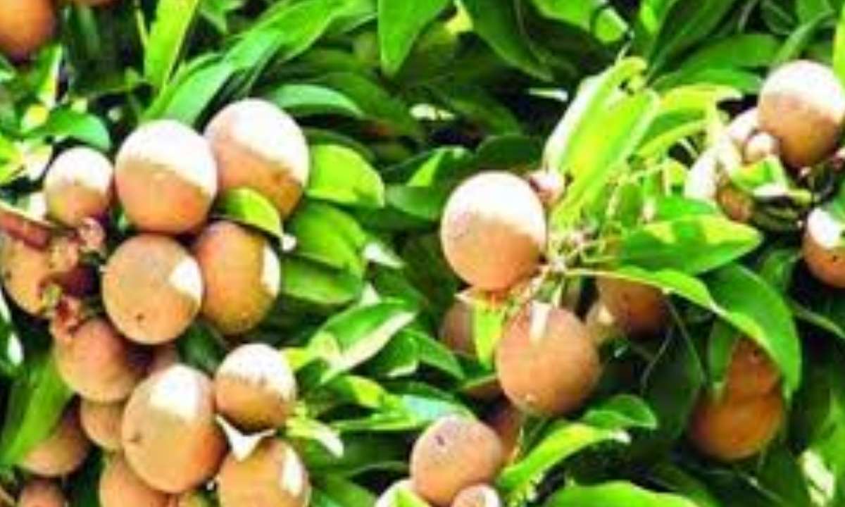 সকালে খালি পেটে সফেদা খাওয়ার উপকারিতা